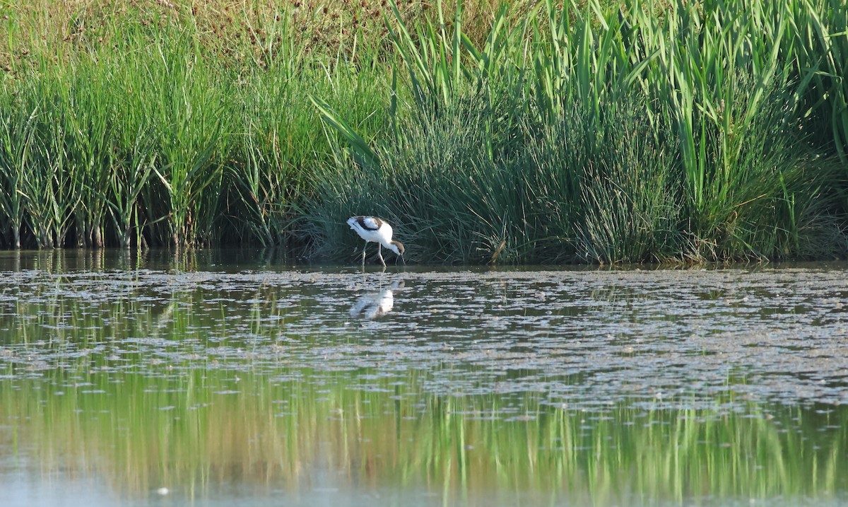 Pied Avocet - ML645772245