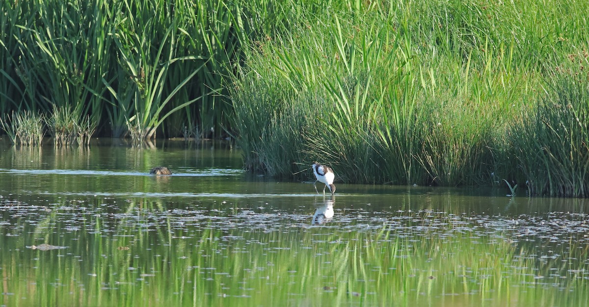 Pied Avocet - ML645772247