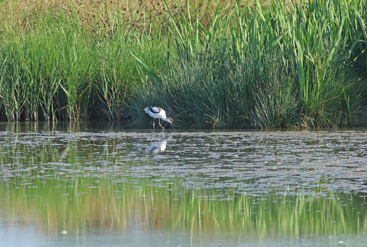 Pied Avocet - ML645772248