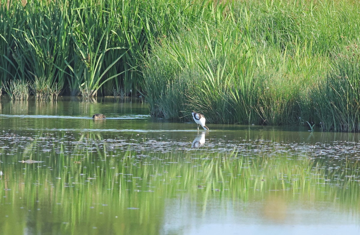 Pied Avocet - ML645772249