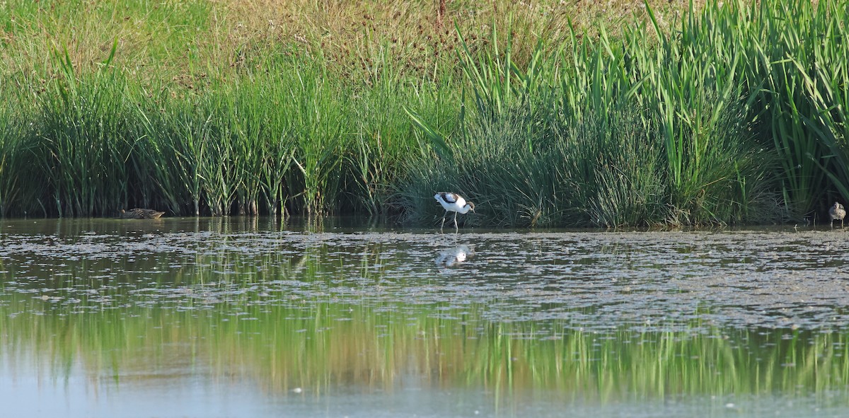 Pied Avocet - ML645772250
