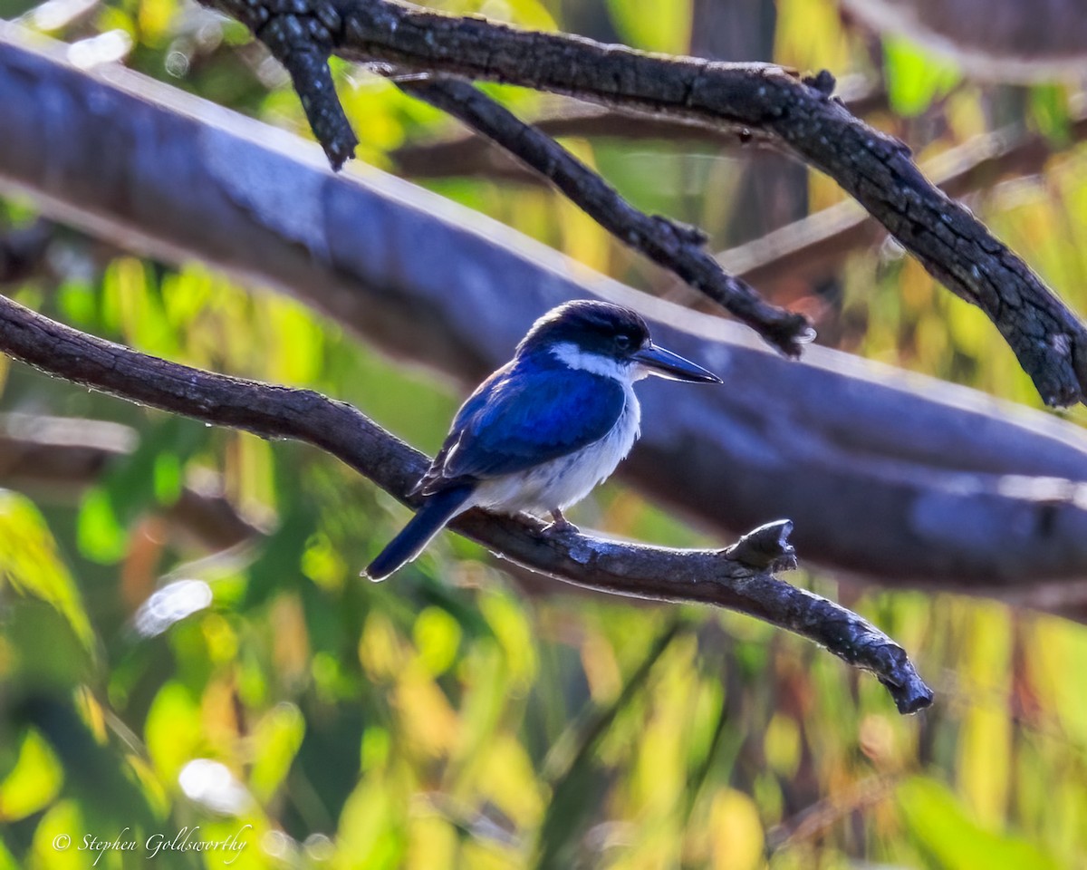 Forest Kingfisher - ML645772251