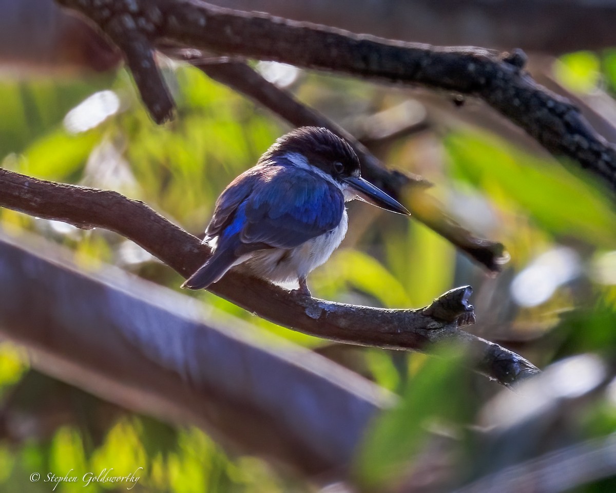 Forest Kingfisher - ML645772252