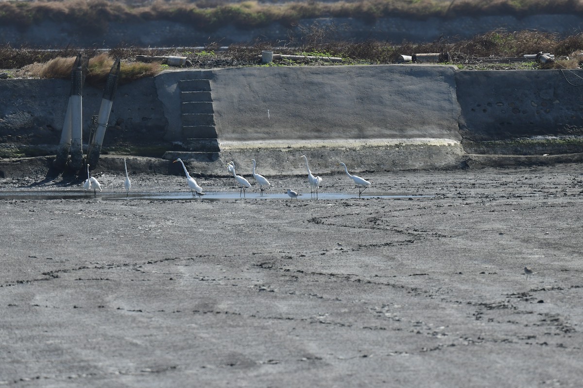 Relict Gull - ML645772257