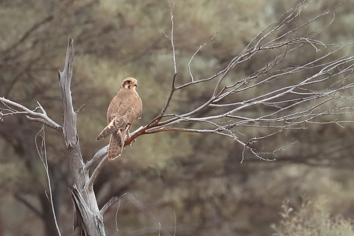 Brown Falcon - ML645772268