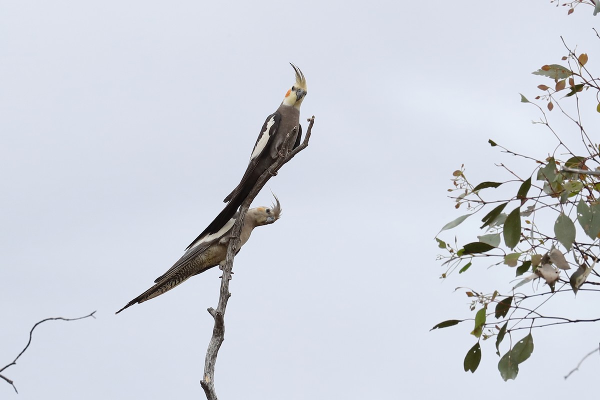 Cockatiel - ML645772273