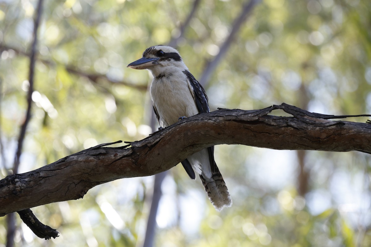Laughing Kookaburra - ML645772274