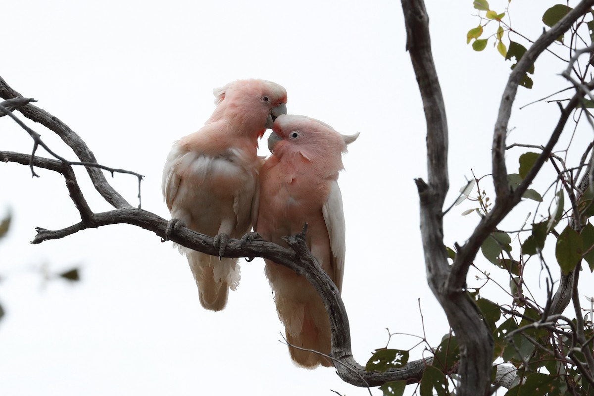 Pink Cockatoo - ML645772280