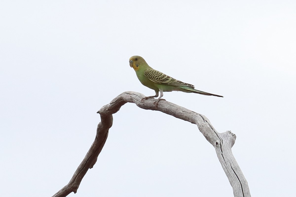 Budgerigar - ML645772285
