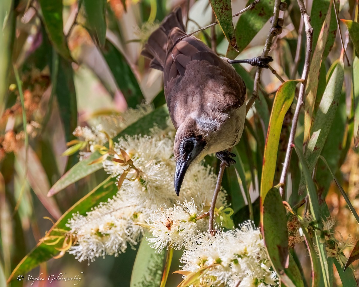 Little Friarbird - ML645772288