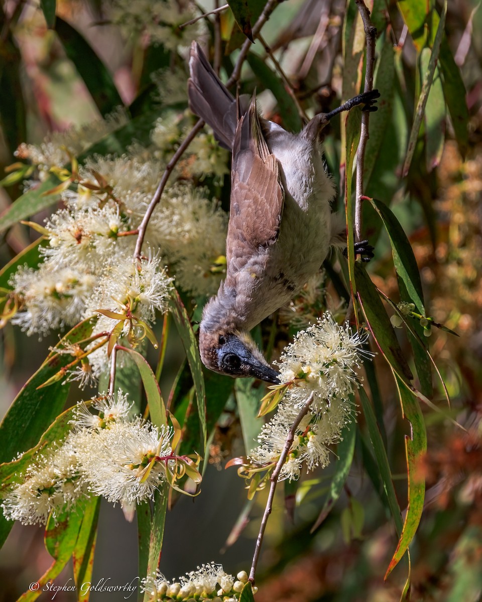 Little Friarbird - ML645772289