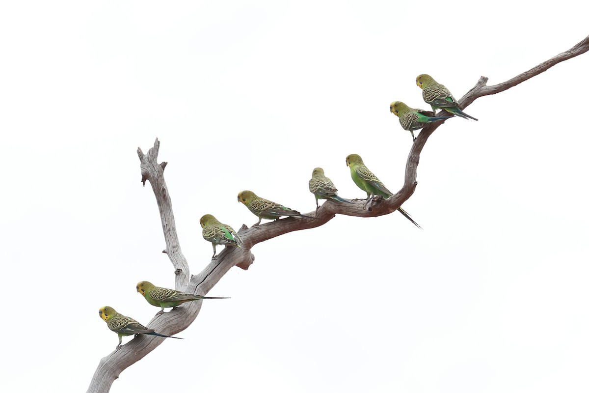 Budgerigar - ML645772290