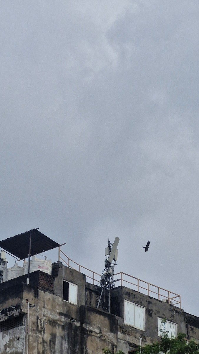 דיה שחורה - ML645772291