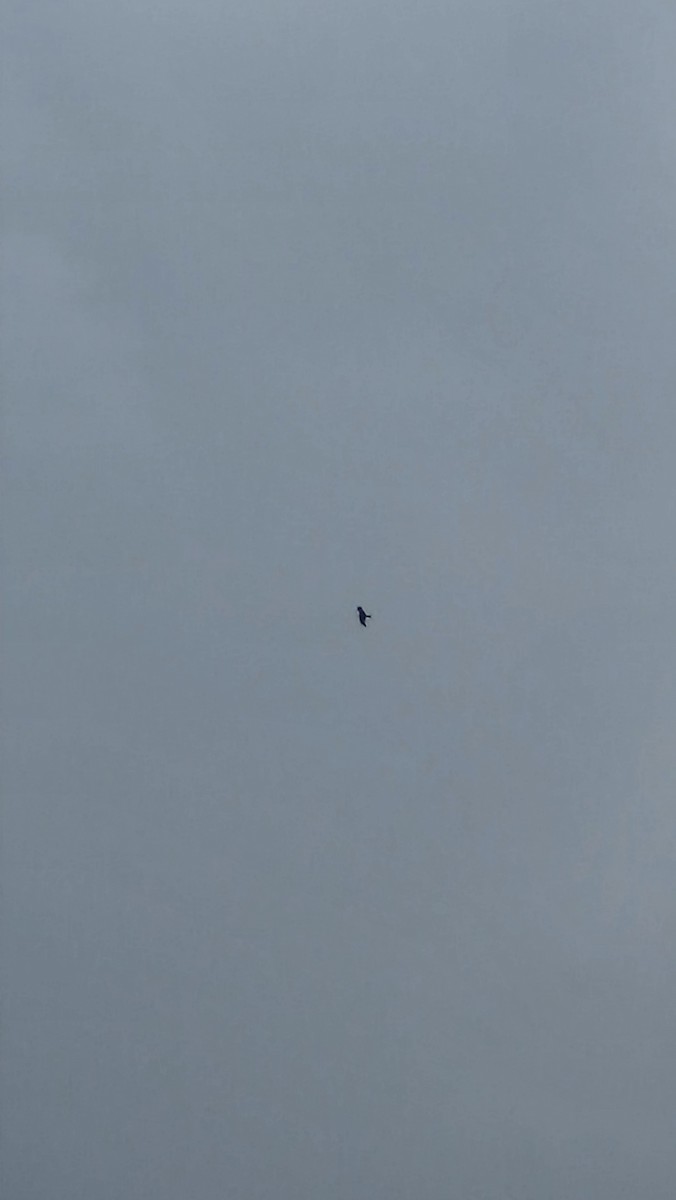 דיה שחורה - ML645772292