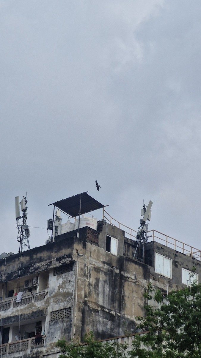 דיה שחורה - ML645772294