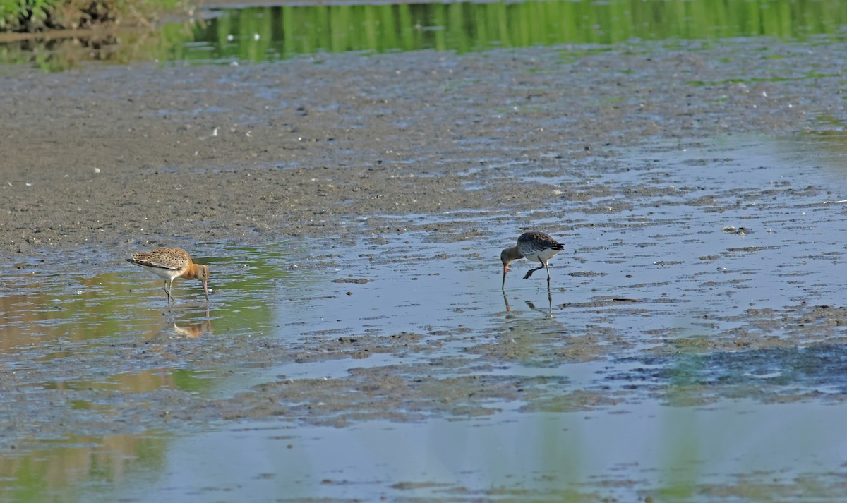 לימוזה מצויה - ML645772296