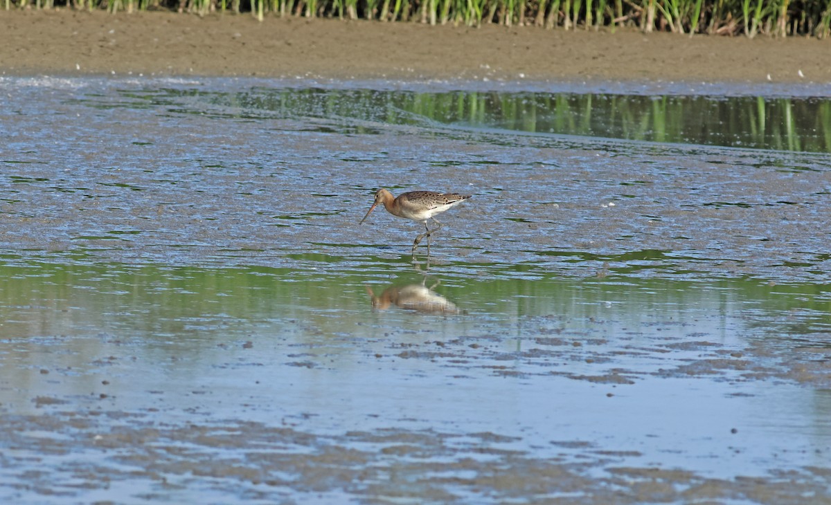 לימוזה מצויה - ML645772297