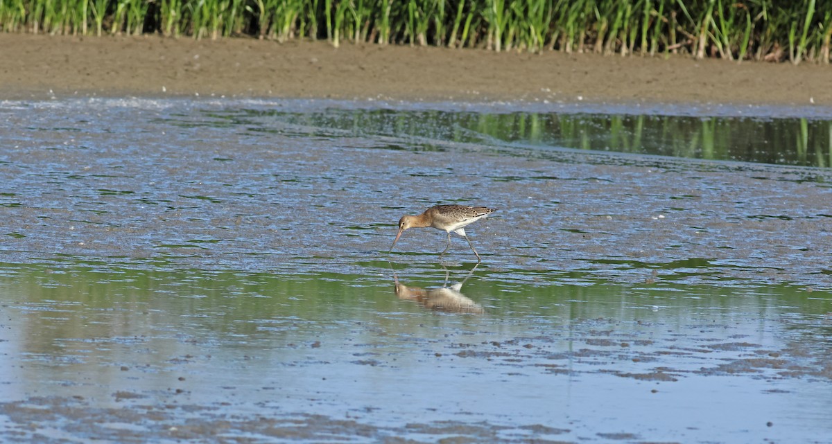 לימוזה מצויה - ML645772299