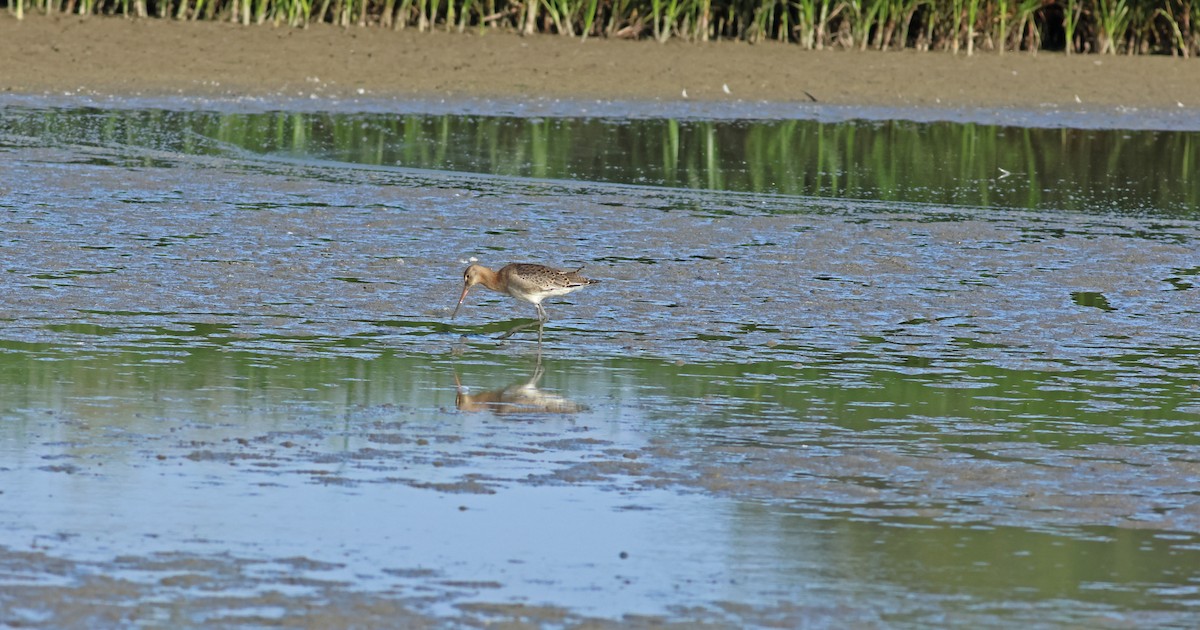 לימוזה מצויה - ML645772301