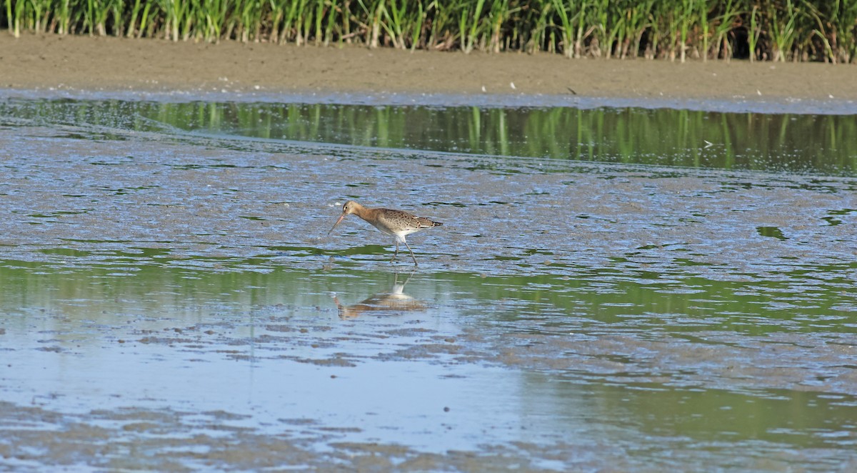 לימוזה מצויה - ML645772302