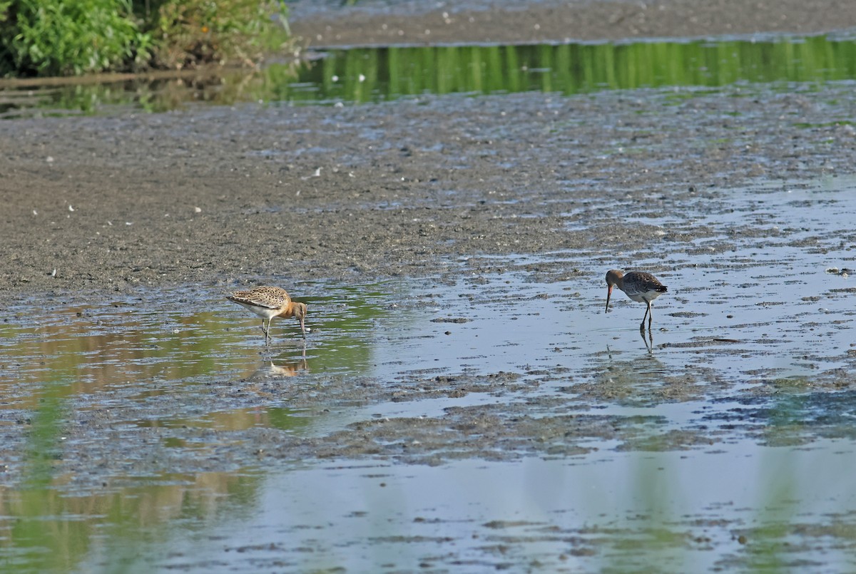 לימוזה מצויה - ML645772303