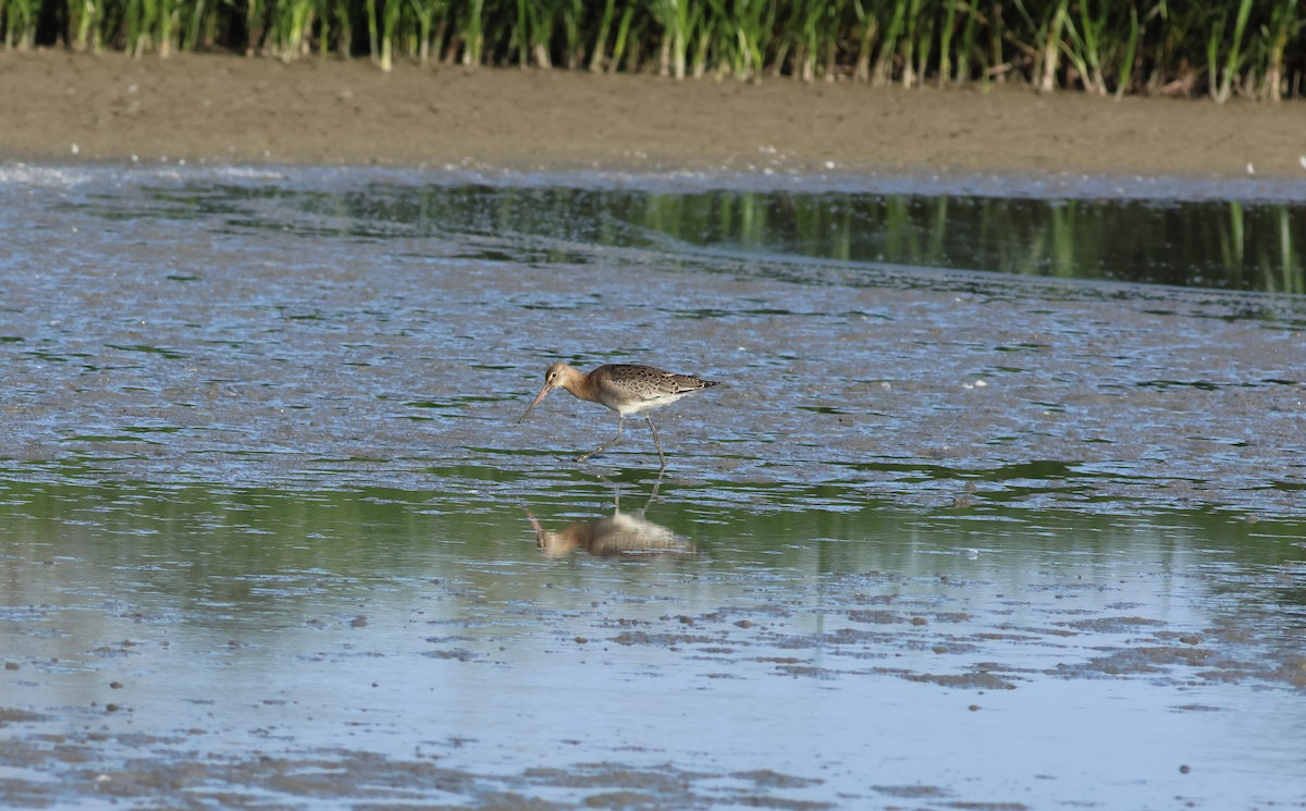 לימוזה מצויה - ML645772304