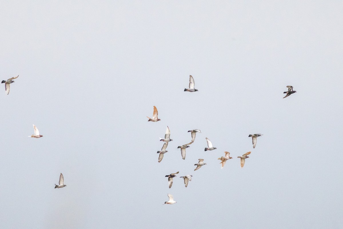 יונת בית - ML645772306