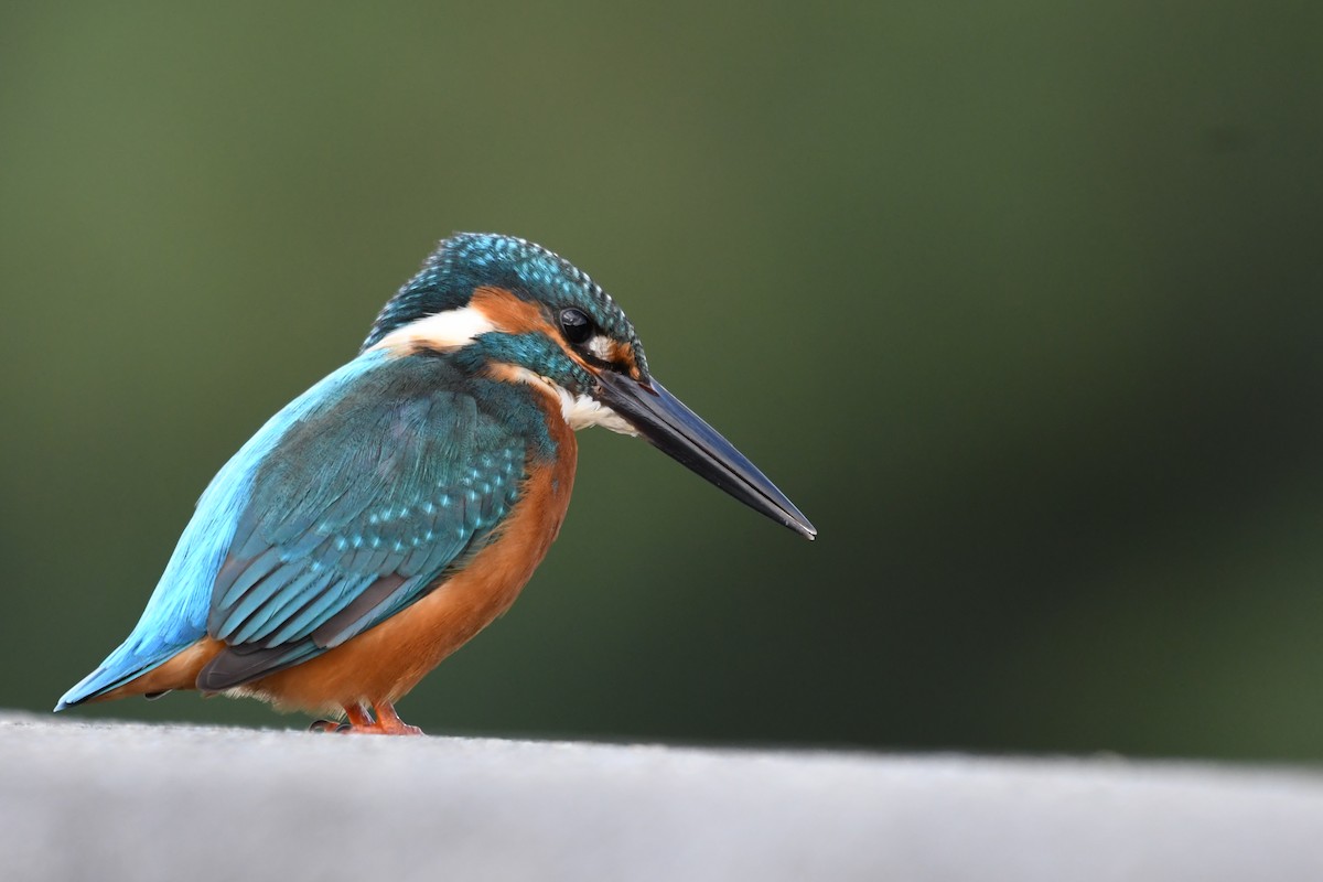 שלדג גמדי - ML645772307