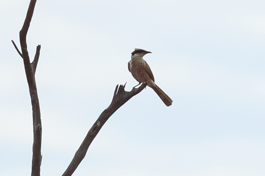 Singing Honeyeater - ML645772308