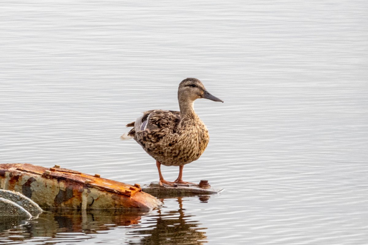 ברכיה - ML645772310