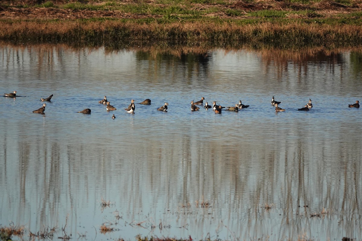 קיווית מצויצת - ML645772313