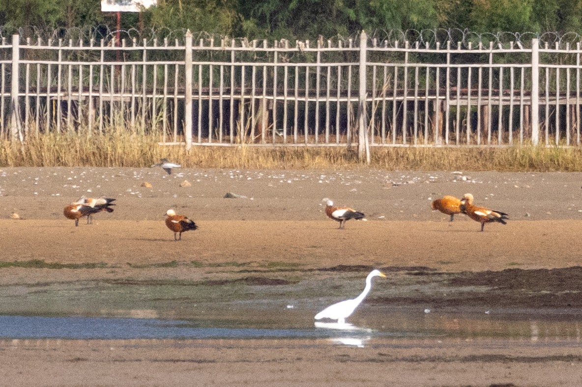 קזרקה חלודית - ML645772314