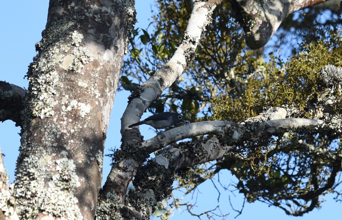 White-eyed Slaty-Flycatcher - ML645772315