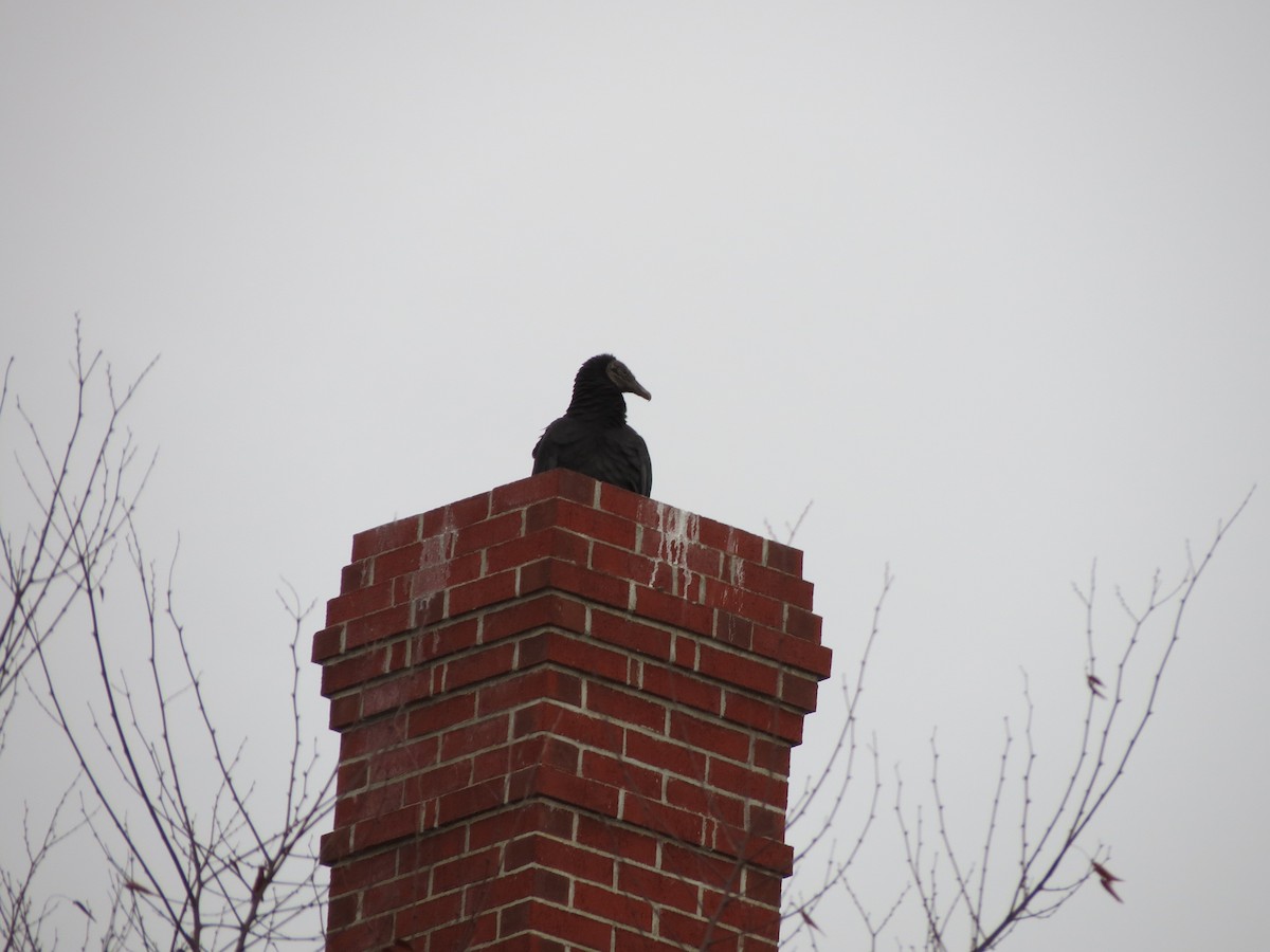 Black Vulture - ML645772319