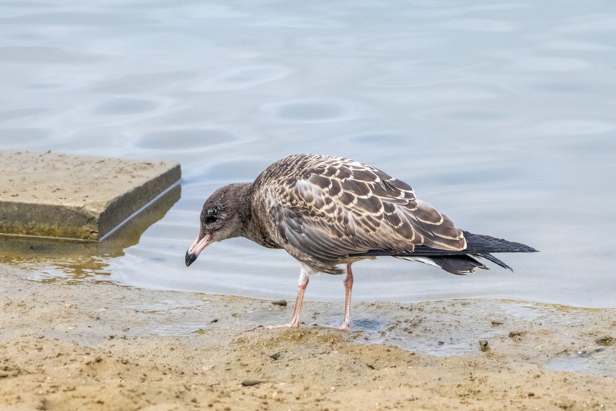 Black-tailed Gull - ML645772320