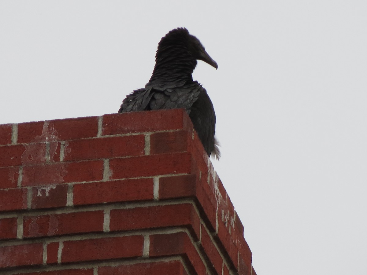 Black Vulture - ML645772322