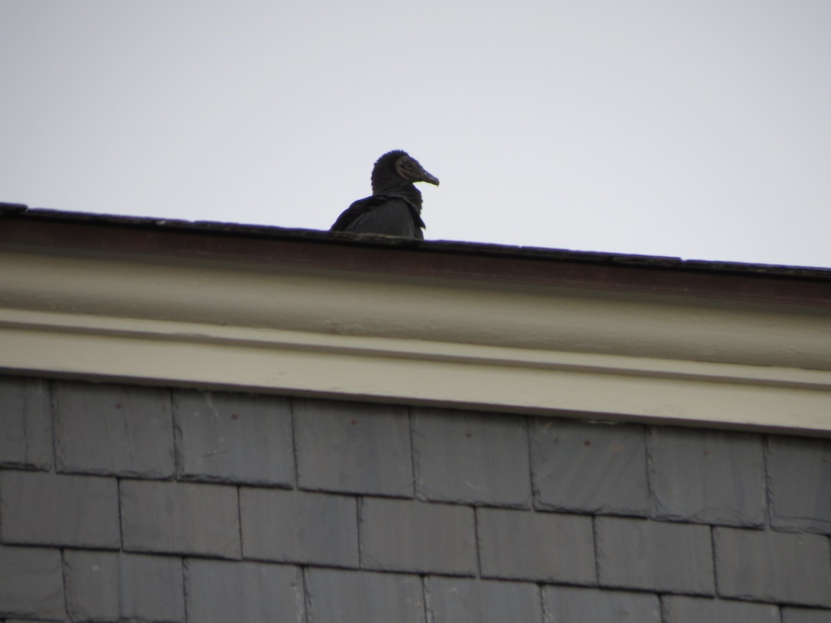 Black Vulture - ML645772324