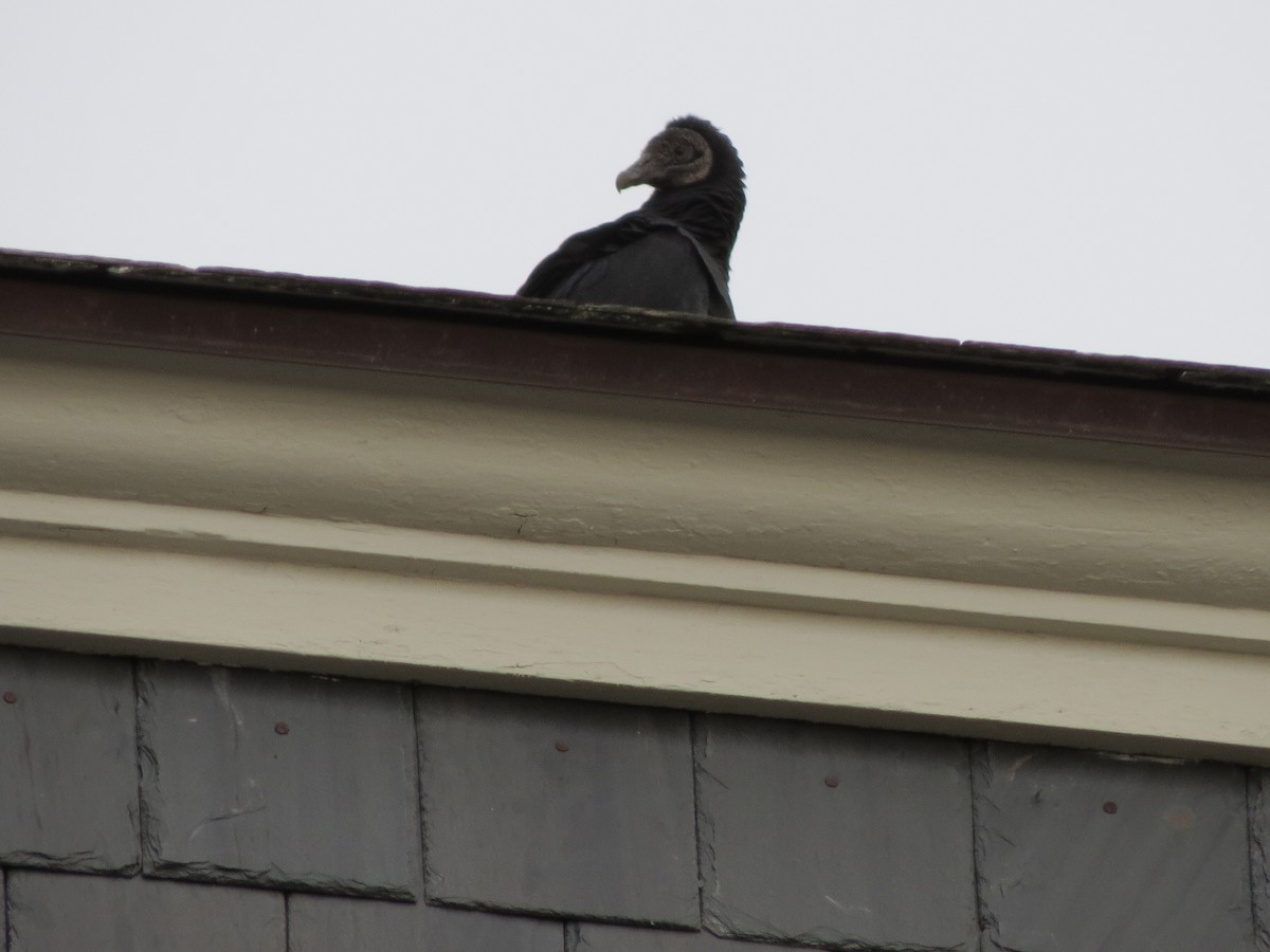 Катарта чорна - ML645772327