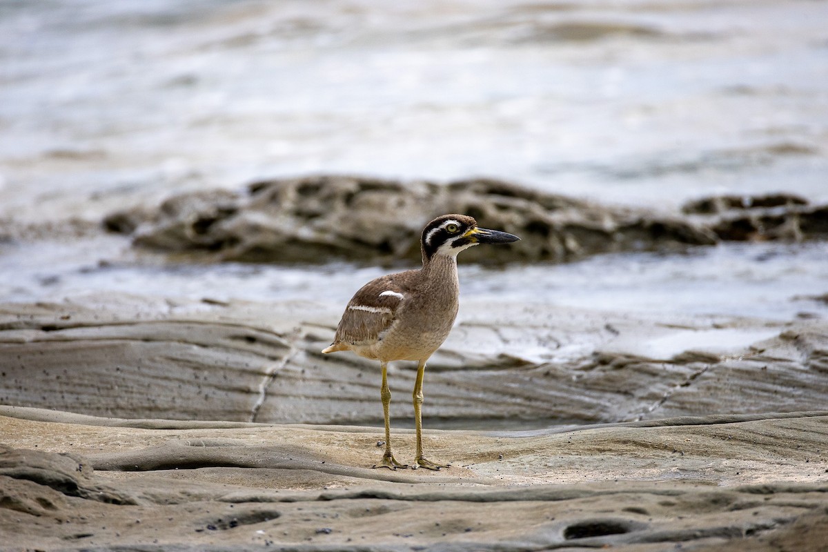 Rifftriel - ML645772328