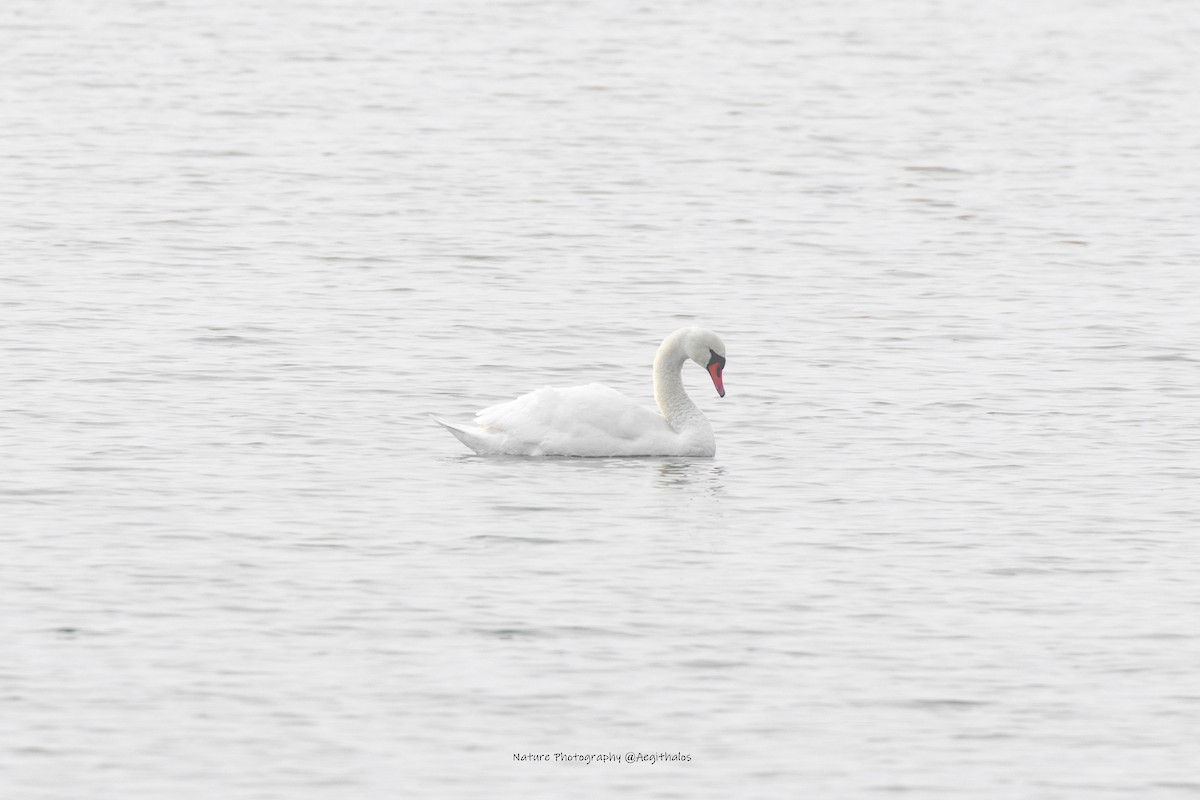 Mute Swan - ML645772335