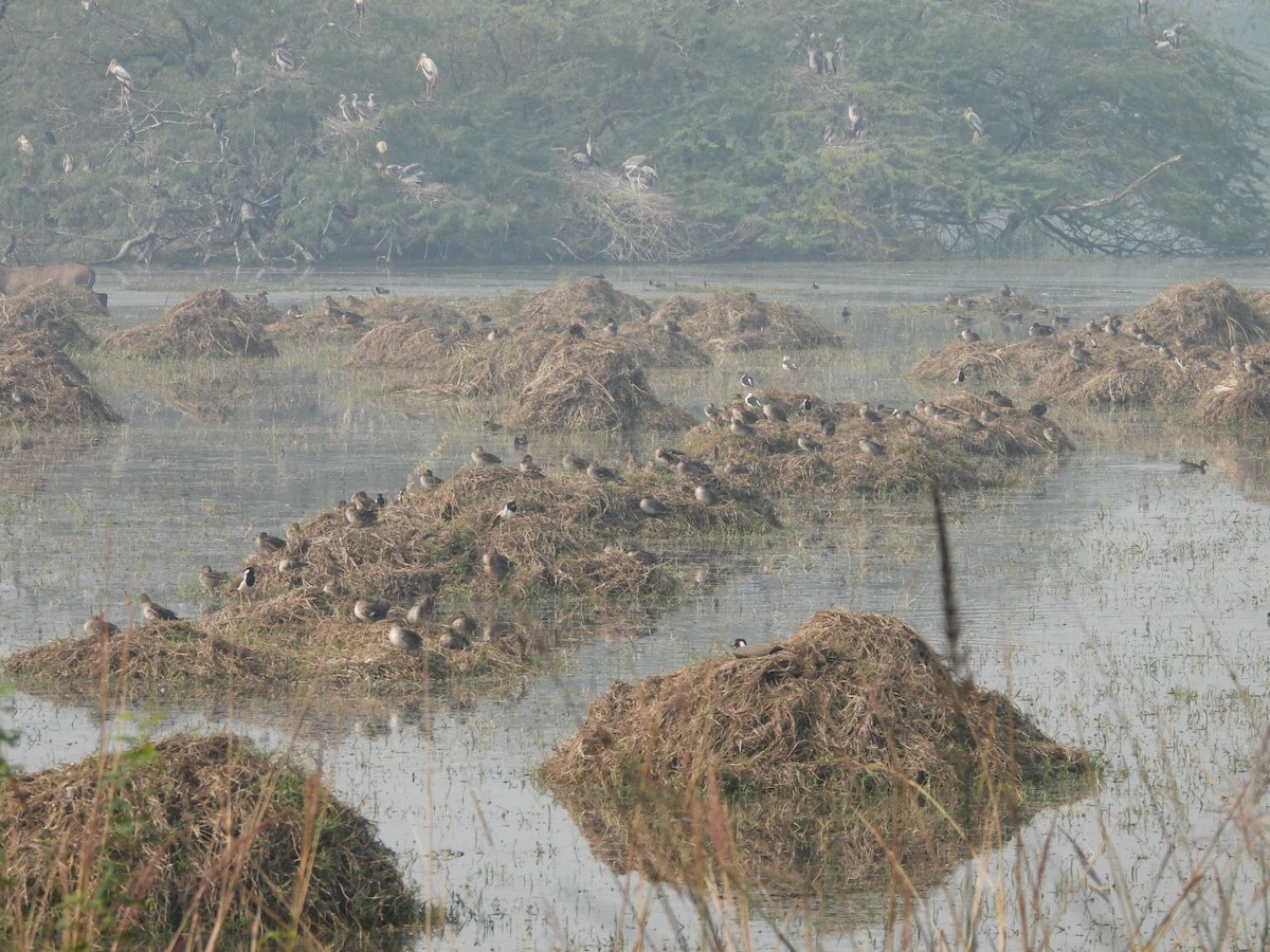 Çamurcun - ML645772342