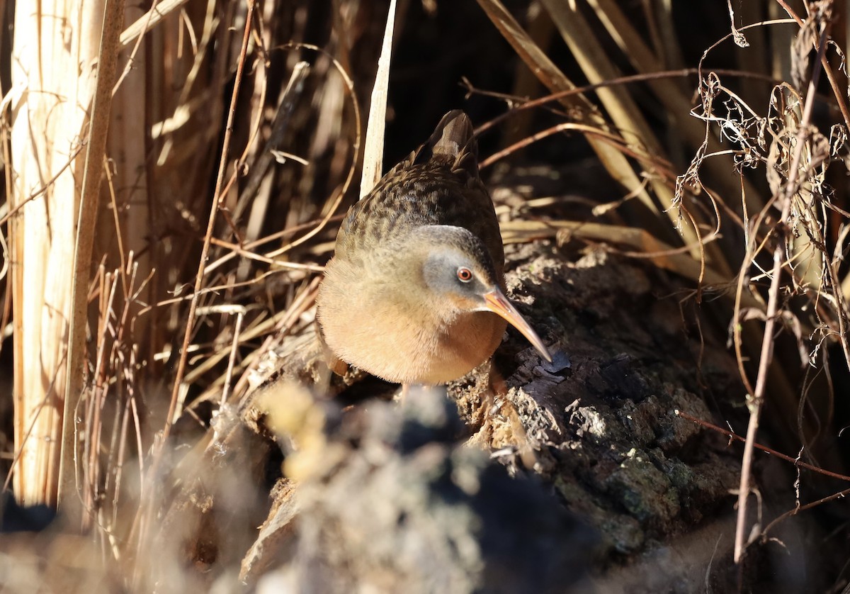 Пастушок віргінський - ML645772362