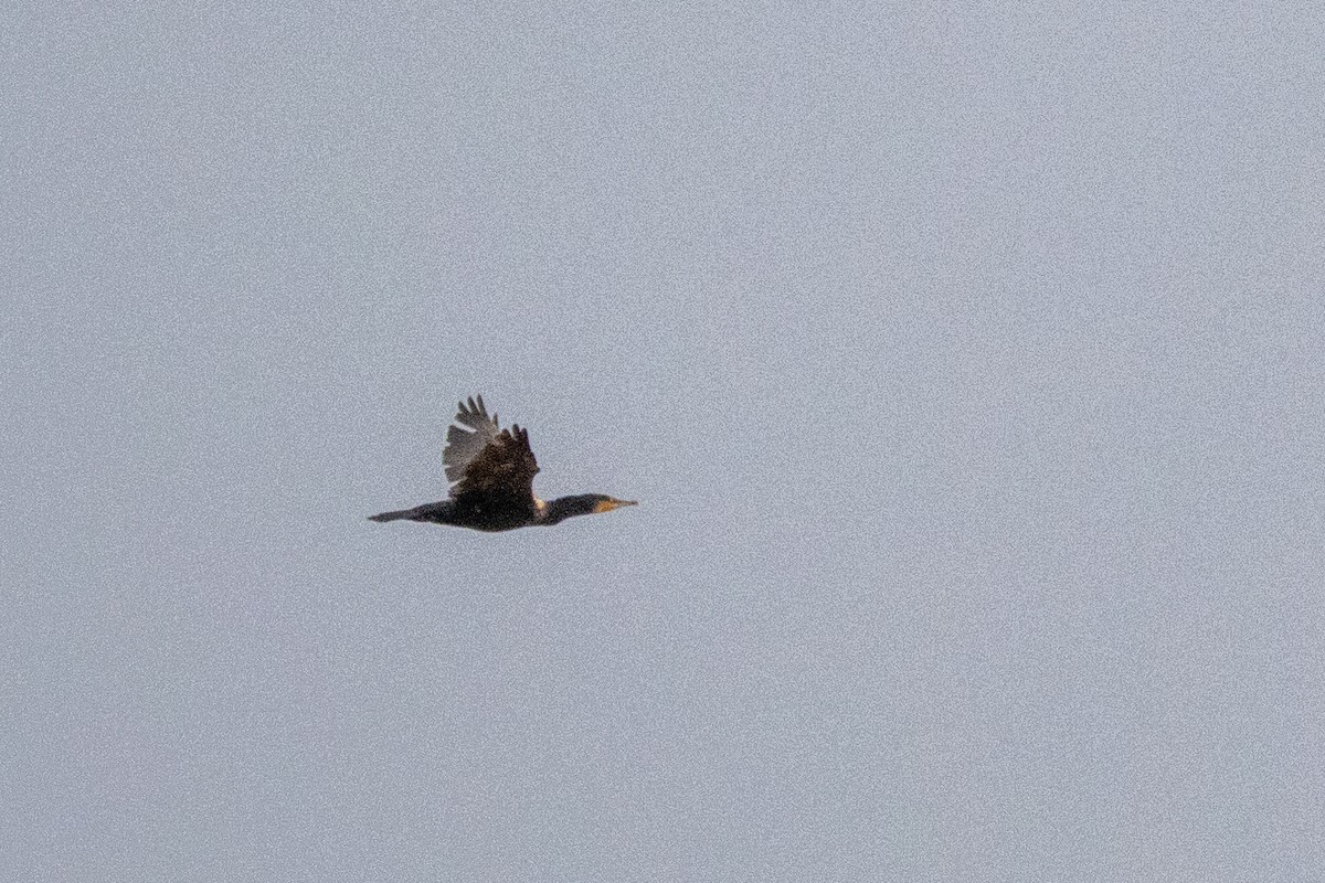 storskarv - ML645772375