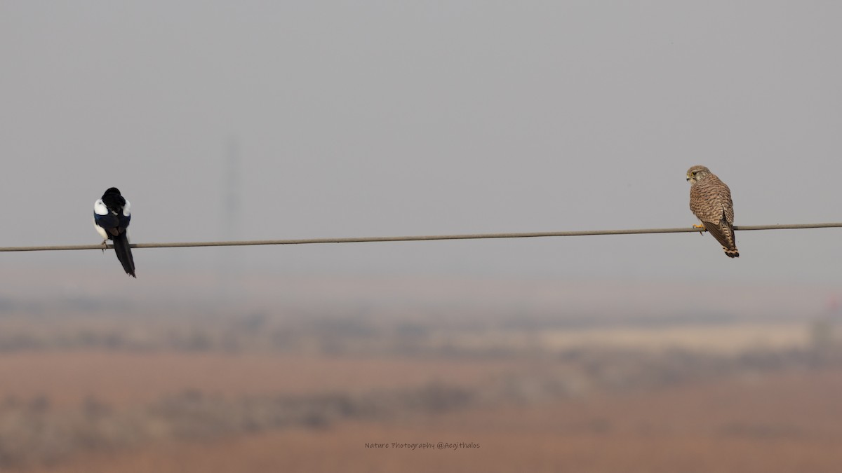 Eurasian Kestrel - ML645772386