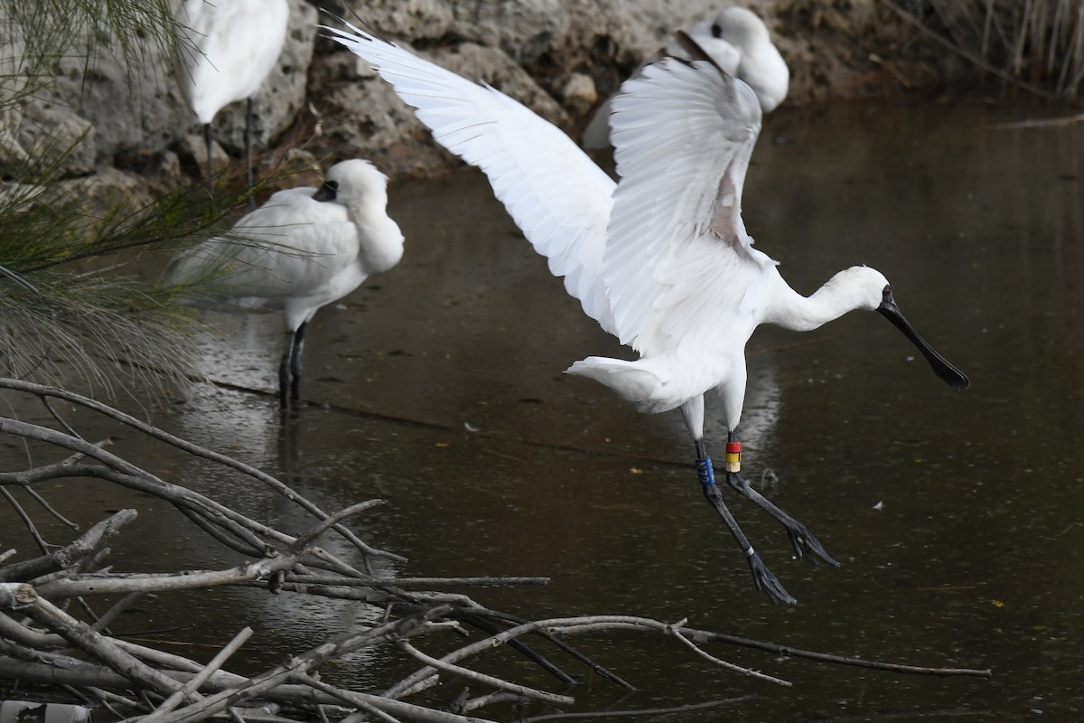 kinaskjestork - ML645772388