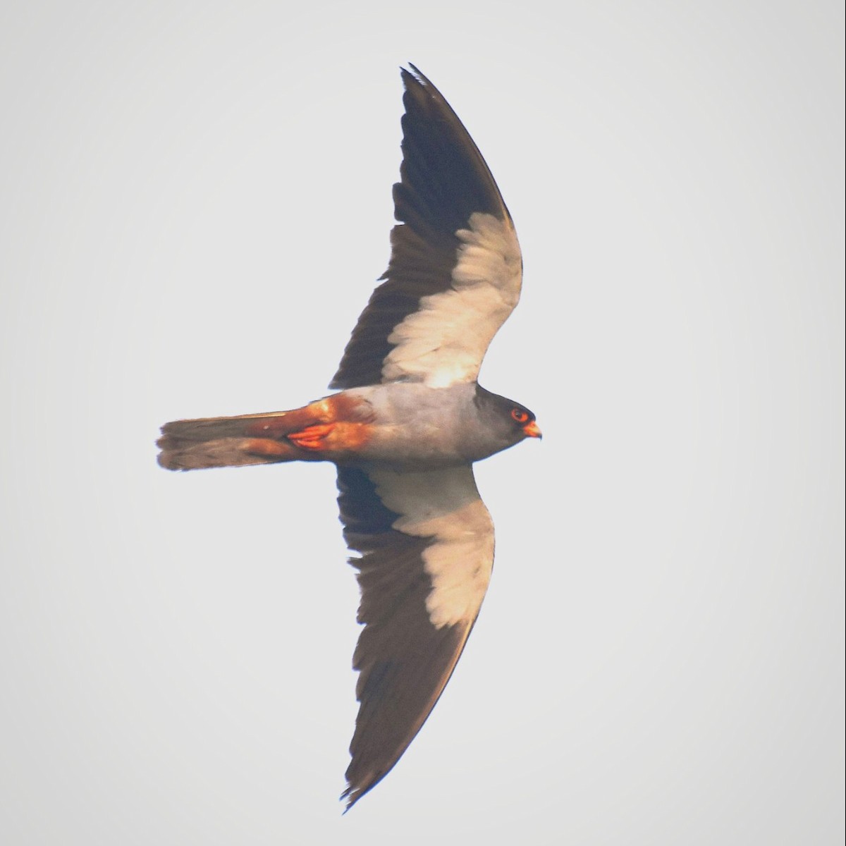 Amur Falcon - ML645772390