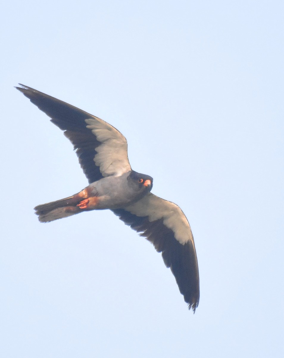 Amur Falcon - ML645772391