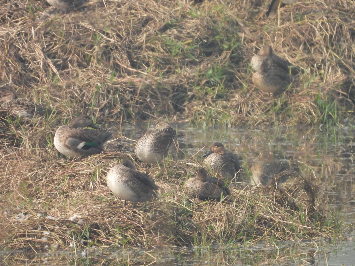 Çamurcun - ML645772397