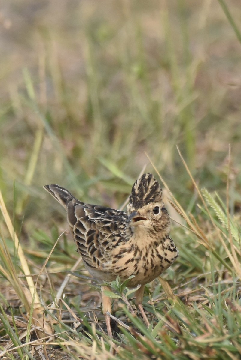 Oriental Skylark - ML645772406