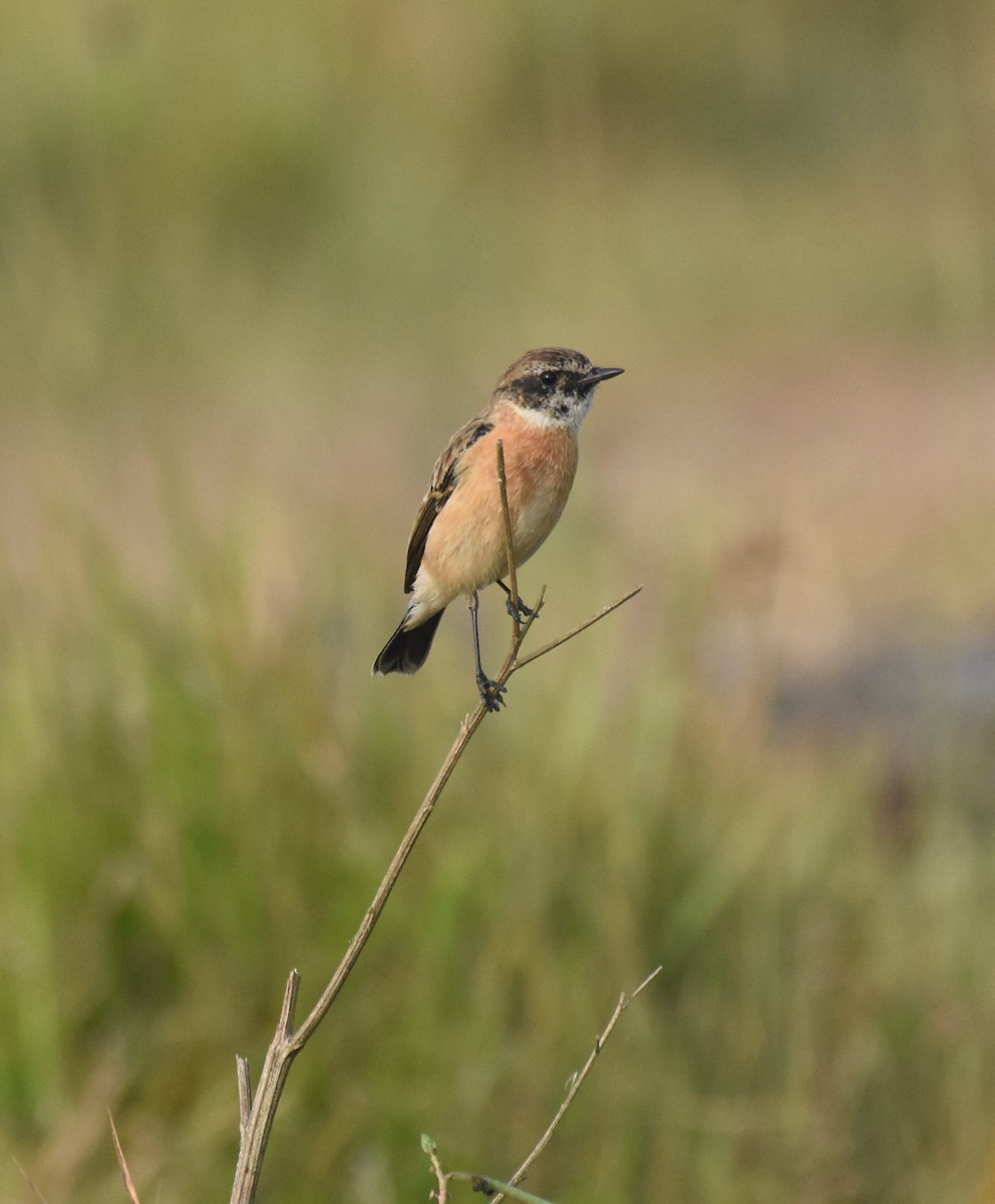 Siberian Stonechat - ML645772417
